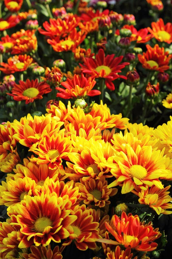 Beautiful Chrysanthemum in the Garden Stock Image Image of park
