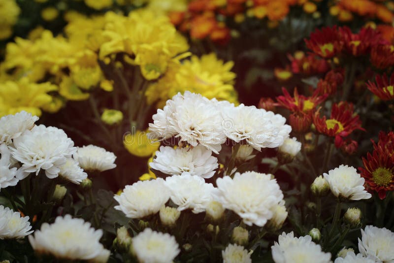 Beautiful Chrysanthemum in the Garden Stock Photo Image of floral