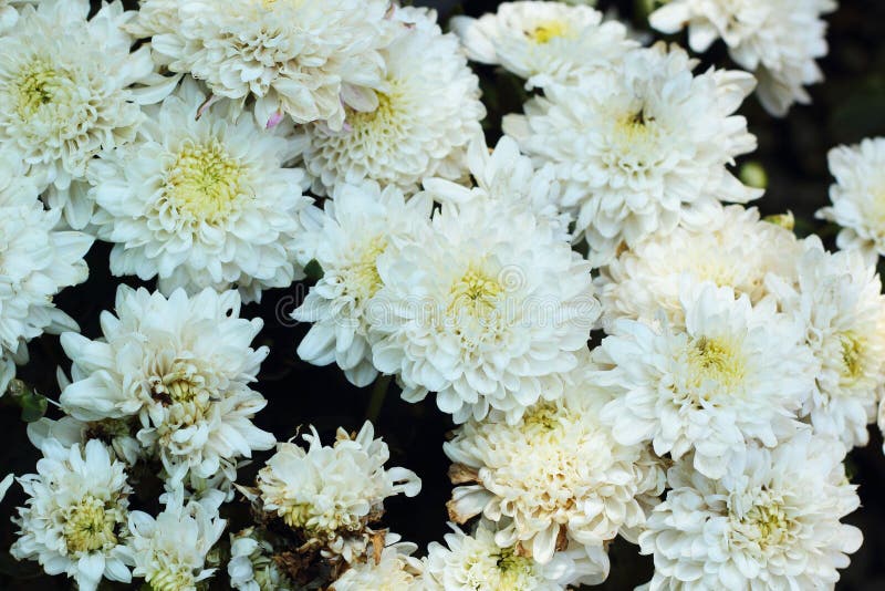 Beautiful Chrysanthemum White in the Garden Stock Image Image of
