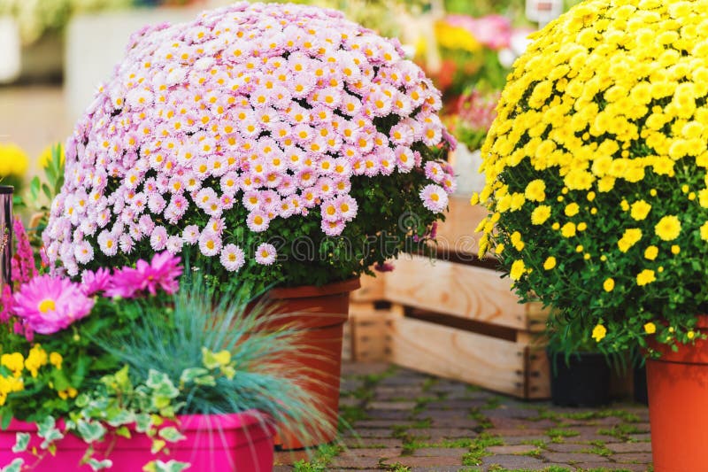 Chrysanthemums in pots stock photo. Image of bouquet 47533352