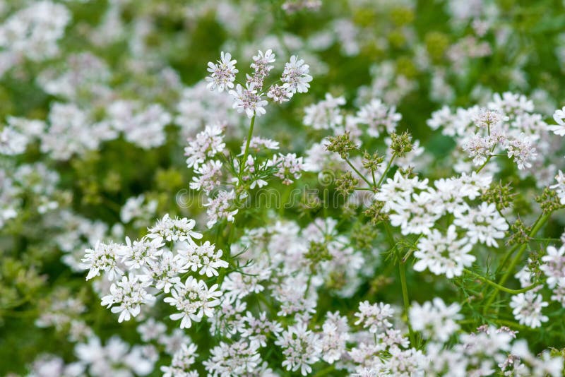 Beautiful Cilantro Coriander Flowers Blooming in the Summer Stock Image