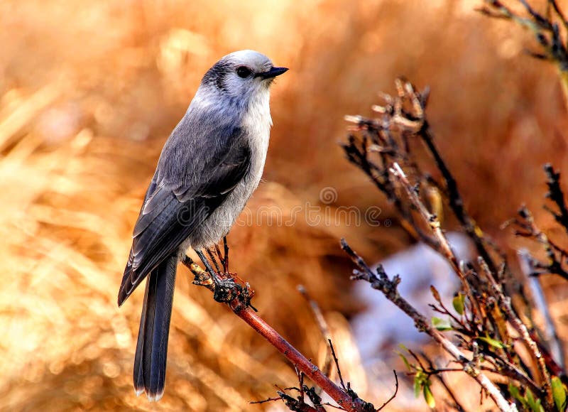 Beautiful Clark`s Nutcracker in Colorado Stock Photo Image of