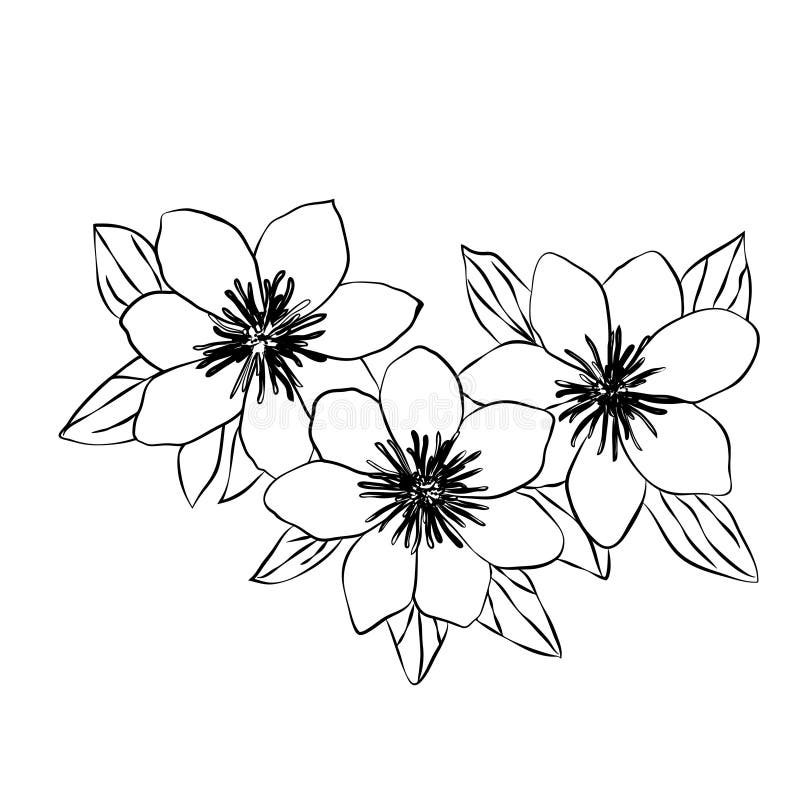 Beautiful clematis black white isolated sketch royalty free illustration