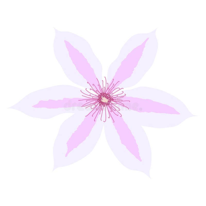 Beautiful clematis flower on white background. Vector Illustration stock illustration