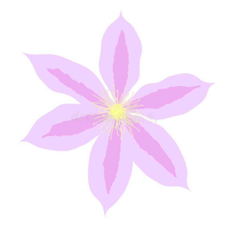 Beautiful clematis flower on white background. Vector Illustration vector illustration