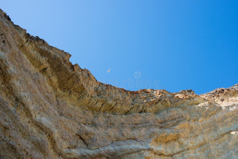 Beautiful cliff in Algarve seen from below. One seagull flying over it, blue sky. Portugal