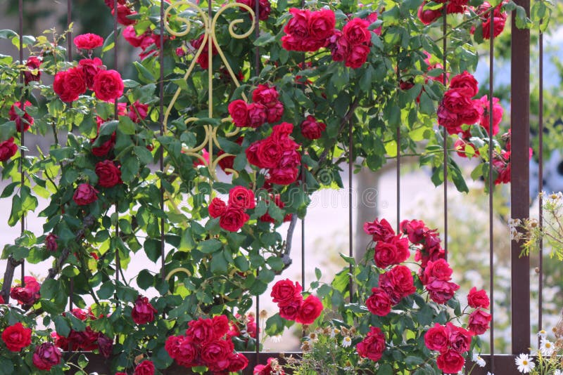 Beautiful Climbing Red Roses, Intertwined with a Wrought Iron Gate ...