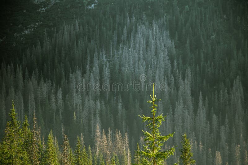 A beautiful close look at the tree in montains. Mountain landscape with natural trees in forest.