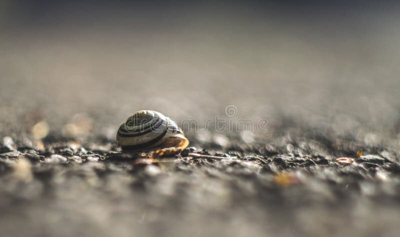 Beautiful close up of an empty snail shell