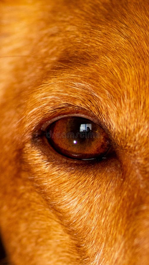 Close Up Eye Pupil of Black Dog. Dogs Eye Stock Image Image of angry