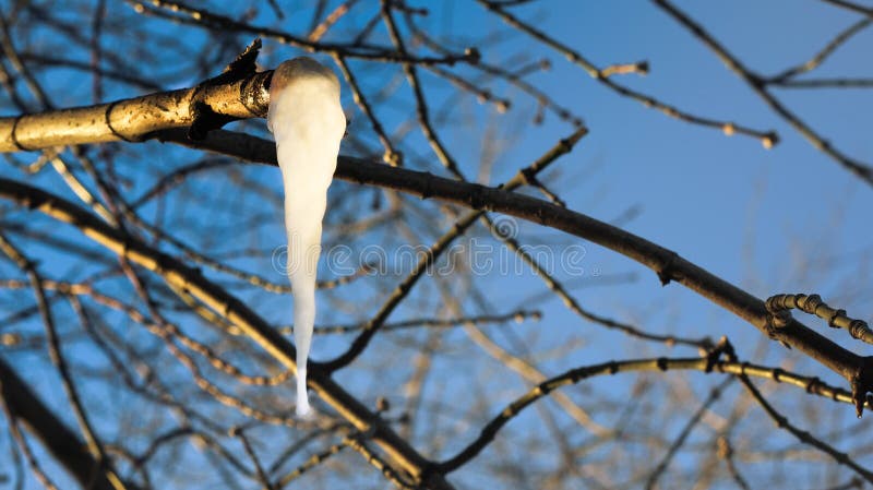 Beautiful close up of hanging icicles and icy branch