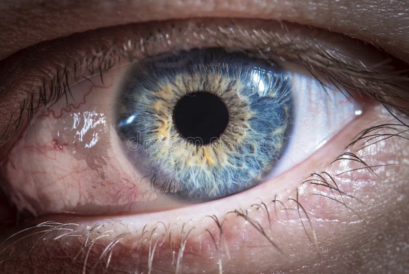 Beautiful Close Up Human Eye Macro Photography Stock Photo Image Of