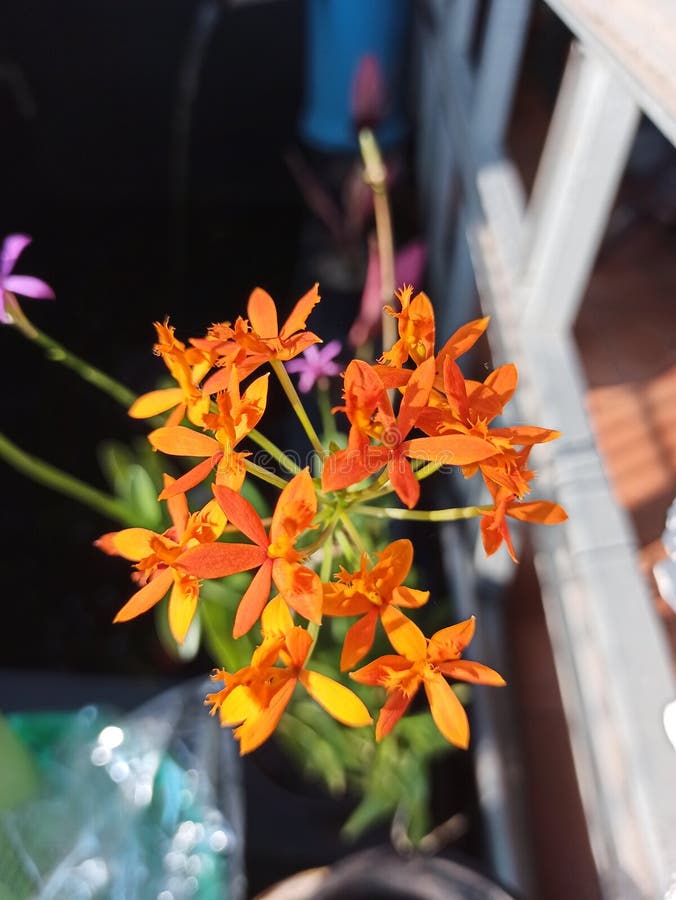 dramatiker Forældet hver for sig Beautiful Close Up Orange Fire Star Orchid & X28;Epidendrum Radicans& X29;  Stock Photo - Image of epidendrum, star: 218038946