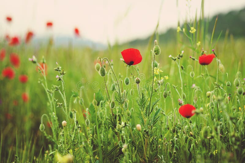 Beautiful close up in poppy field and sun. Spring summer nature background concept. Inspirational and relaxing flowers