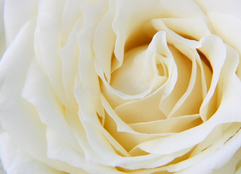 Beautiful close up white rose petals