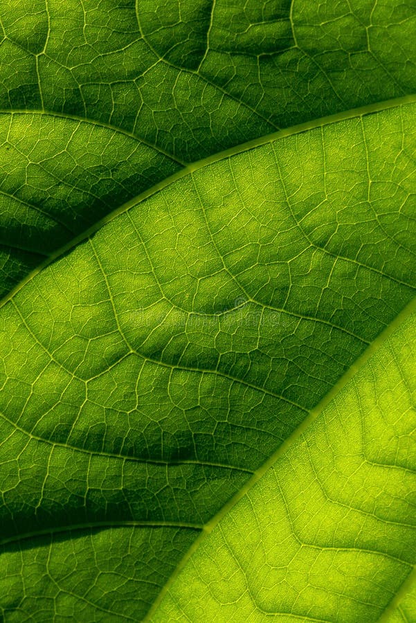 Beautiful closeup of green leaf texture background stock photos