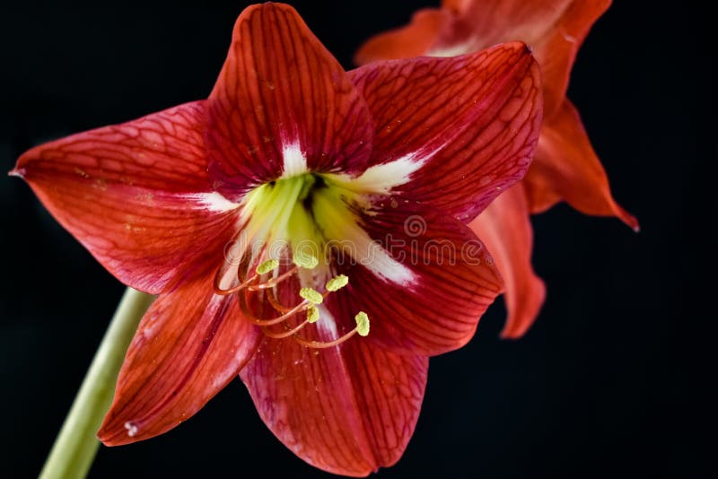 Beautiful Closeup Photograph of Red Easter Lily Flower Stock Photo ...