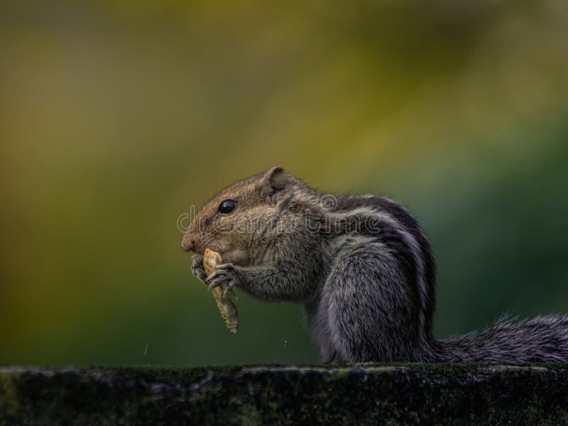 A beautiful closeup shot of a Squirrel eating nuts.