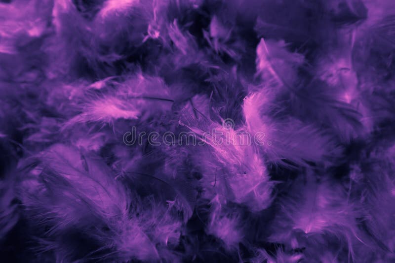 Beautiful Closeup Textures Abstract Colorful Dark Black White Purple and  Pink Feathers and Darkness Pattern Feather Wallpaper and Stock Image -  Image of color, interior: 159129379