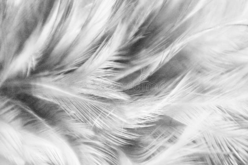 Beautiful Closeup Textures Abstract Colorful Gray and White Feathers