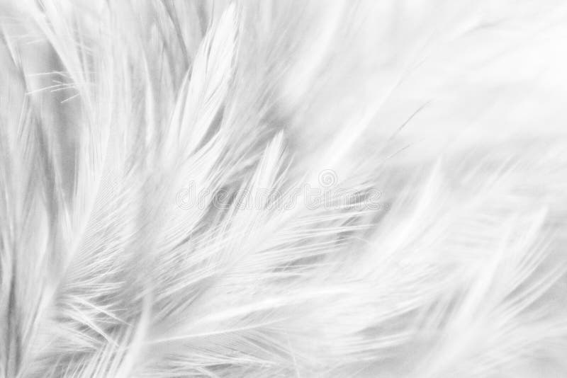 Beautiful Closeup Textures Abstract Colorful Gray and White Feathers
