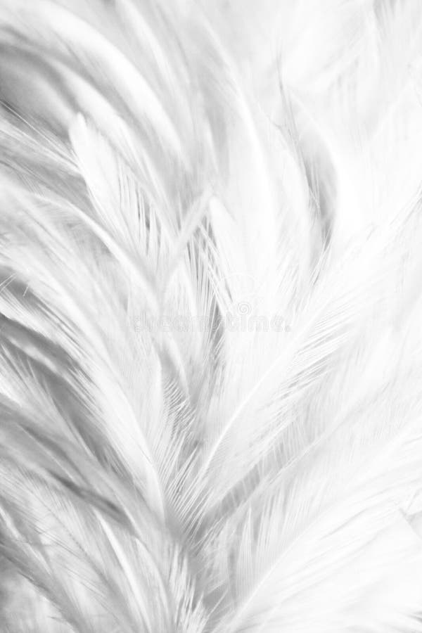 Closeup Of Some White Feathers Background, 3d Mural Modern Wallpaper White  Feather In Light Background, Hd Photography Photo, Mural Background Image  And Wallpaper for Free Download