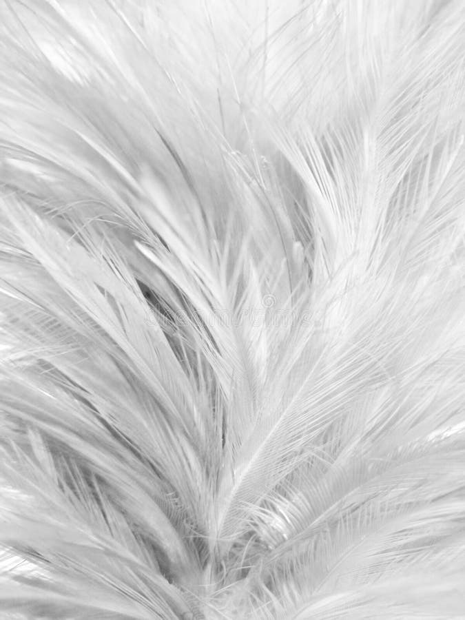 Beautiful Closeup Textures Abstract Colorful Gray and White Feathers