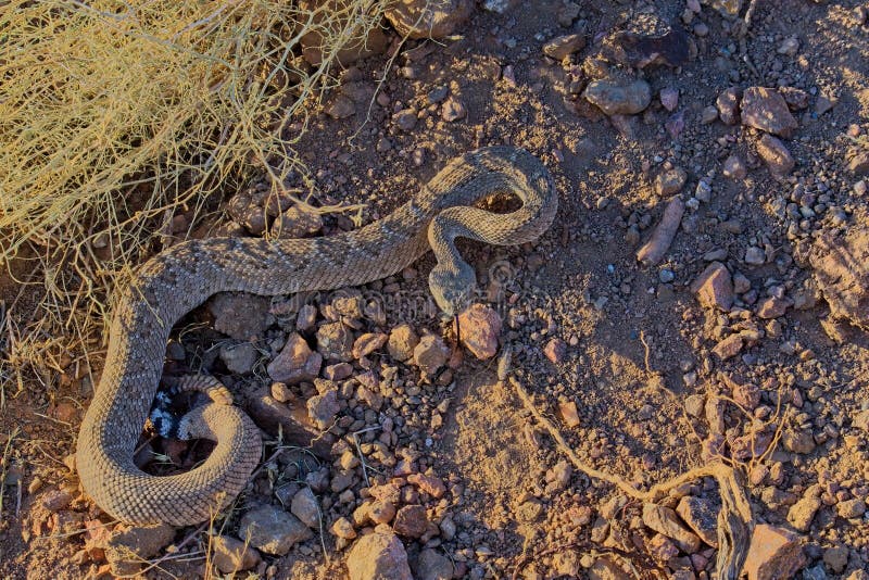 Beautiful Closeup of a Western Diamondback Rattlesnake on a Ground