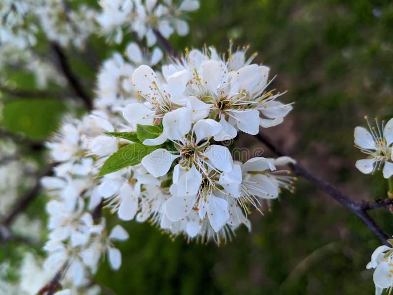 Beautiful Cluster of White Flowers in the Evening Light. Stock Image