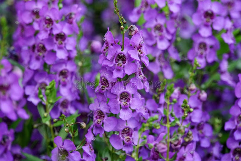 Beautiful clusters of Angelonia Angelface Super Blue flowers