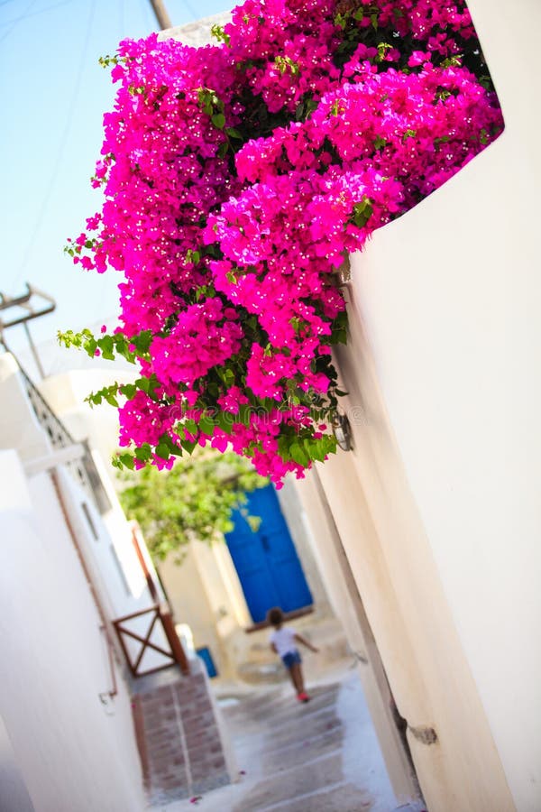 Beautiful Cobbled Streets with Bougainvillea on Stock Photo - Image of ...