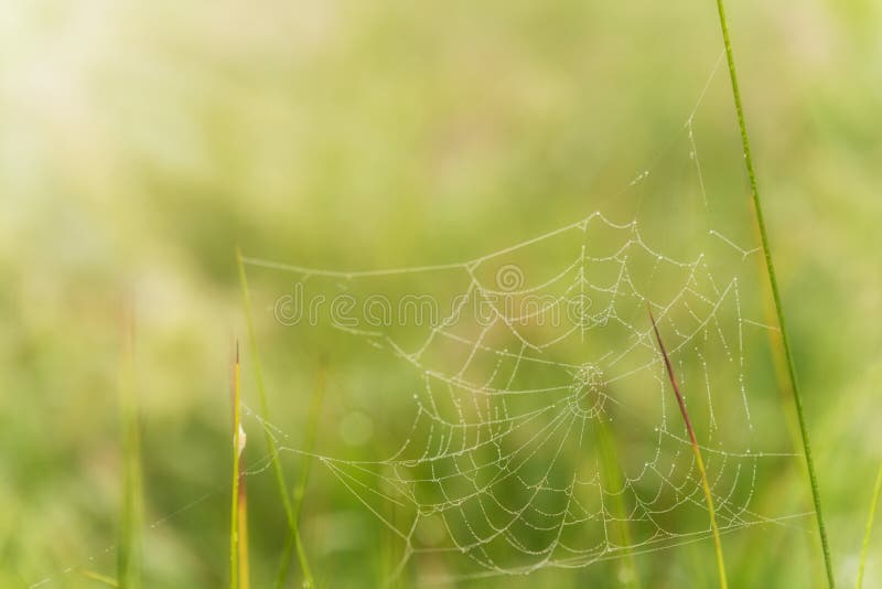 A beautiful cobwebs  on a lawn with stunning drops of dew and a shimmering bokeh. A beautiful cobwebs  on a lawn with stunning drops of dew and a shimmering bokeh