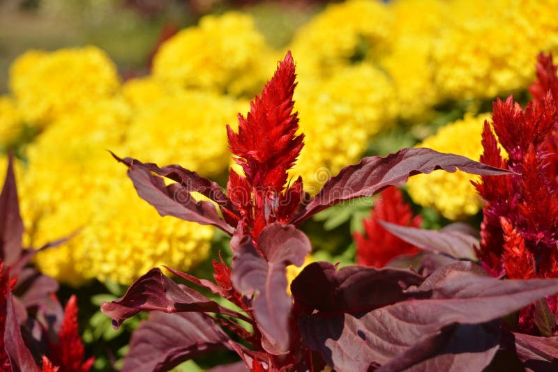 2 025 Beautiful Red Cockscomb Flower Photos Free Royalty Free Stock Photos From Dreamstime Page 3 2 025 Beautiful Red Cockscomb Flower Photos Free Royalty Free Stock Photos From Dreamstime Page 3