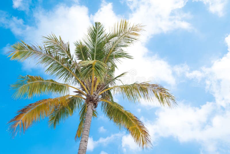 Beautiful Coco Palms in Summer Time. Concept Travel, Holiday and Stock ...