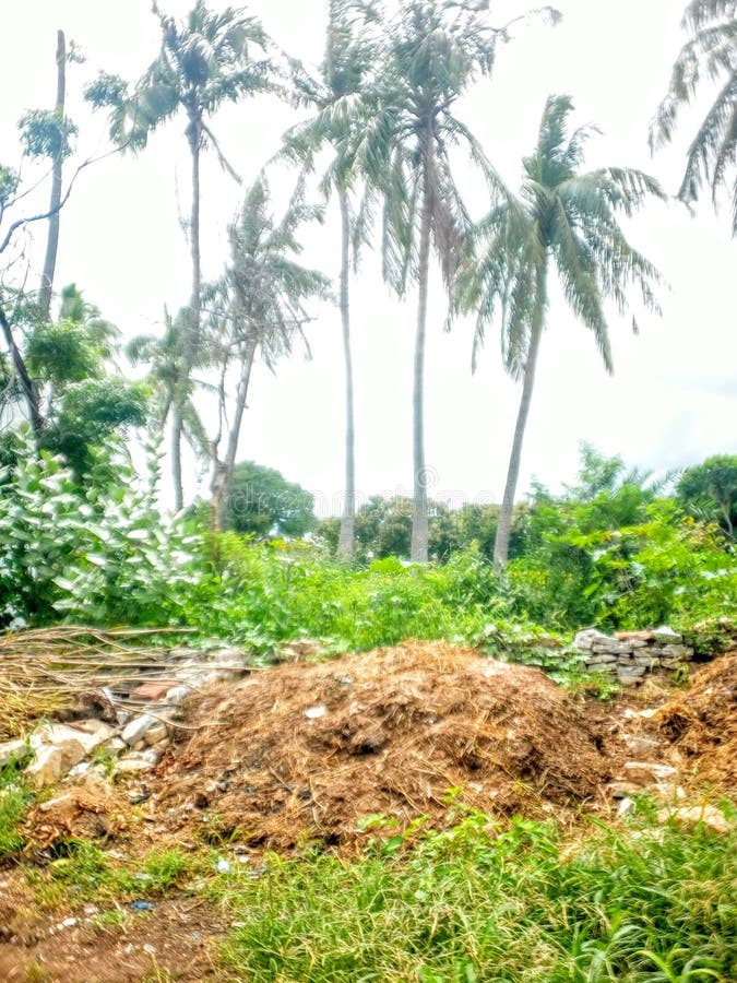 Beautiful Coconut Trees with Grass.. Stock Photo Image of trees