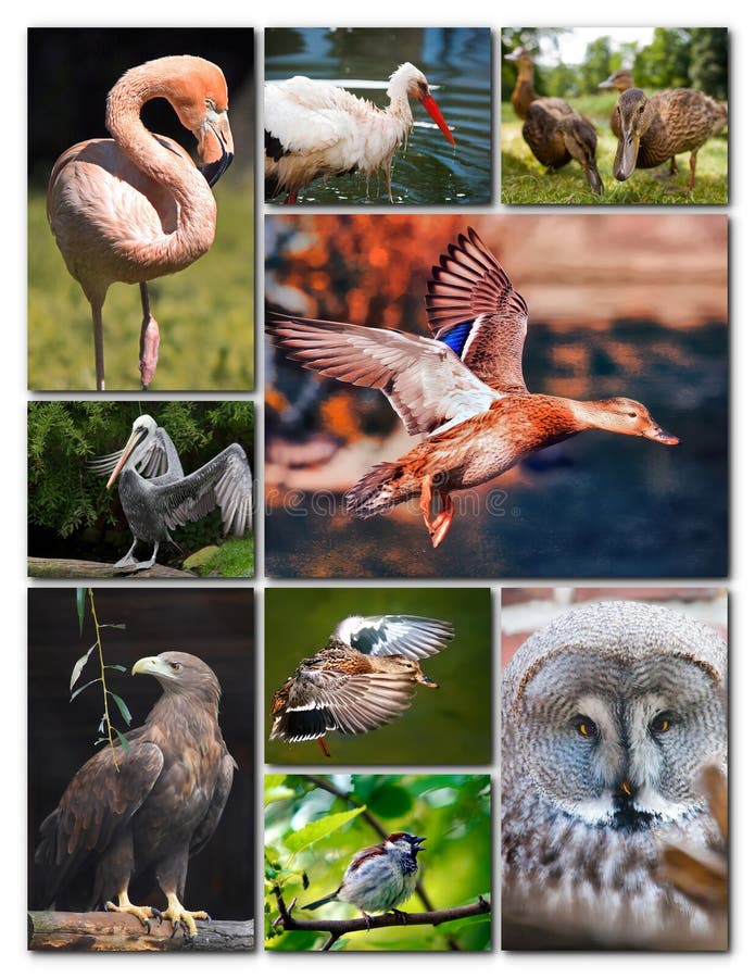 Beautiful Collage of Different Birds Stock Photo Image of nature