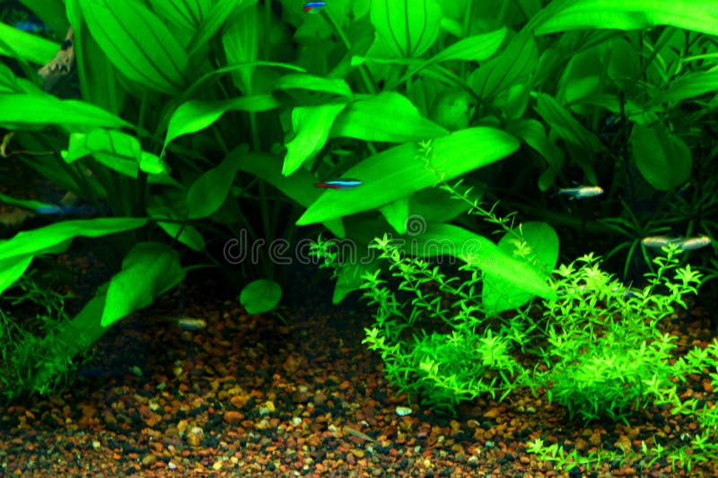 Beautiful Collection Aquatic Plants and Small Fishes in Aquarium Stock