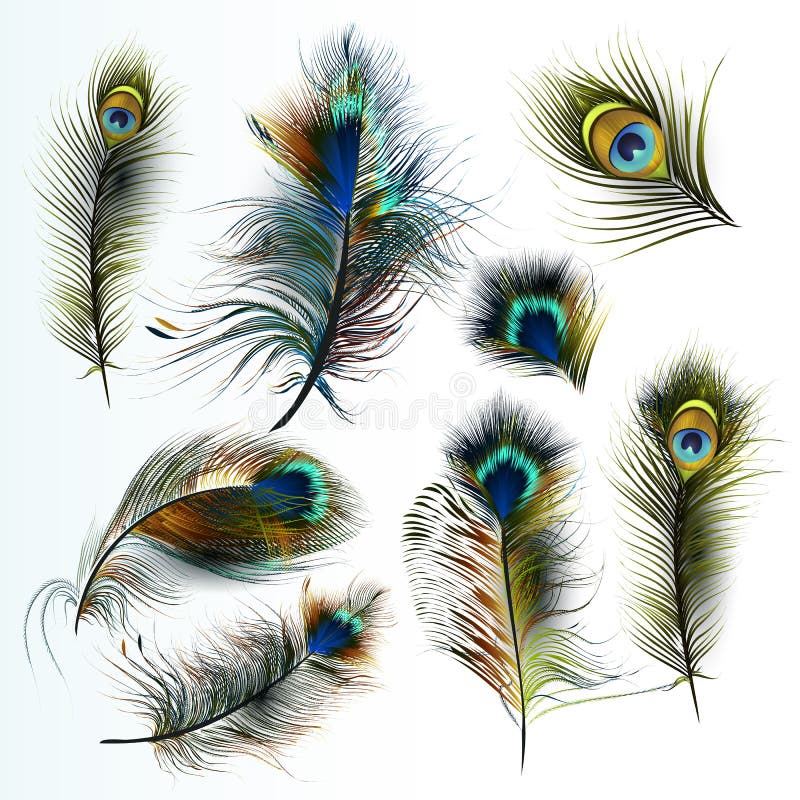 Beautiful collection vector realistic peacock feathers royalty free illustration