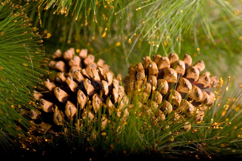 Beautiful Color Christmas Pine Cone Stock Photo Image of flora