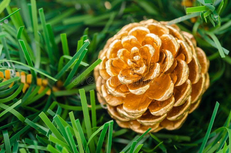 Beautiful Color Christmas Pine Cone. Stock Image Image of leaf