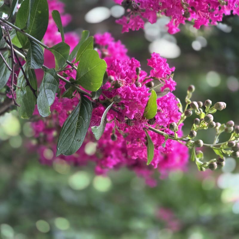 A BEAUTIFUL COLOR OF LIFE AND ALL THERE IS stock image