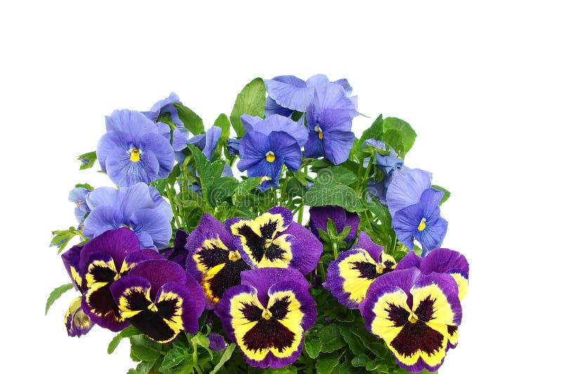 Beautiful color mix of pansies