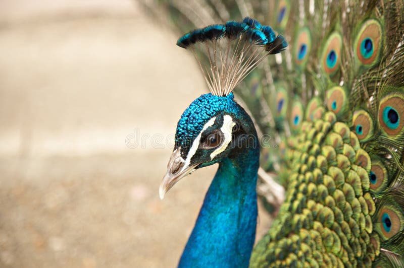 Beautiful color peacock stock images