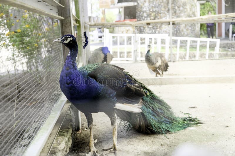 Beautiful color of peacock in the zoo stock photography