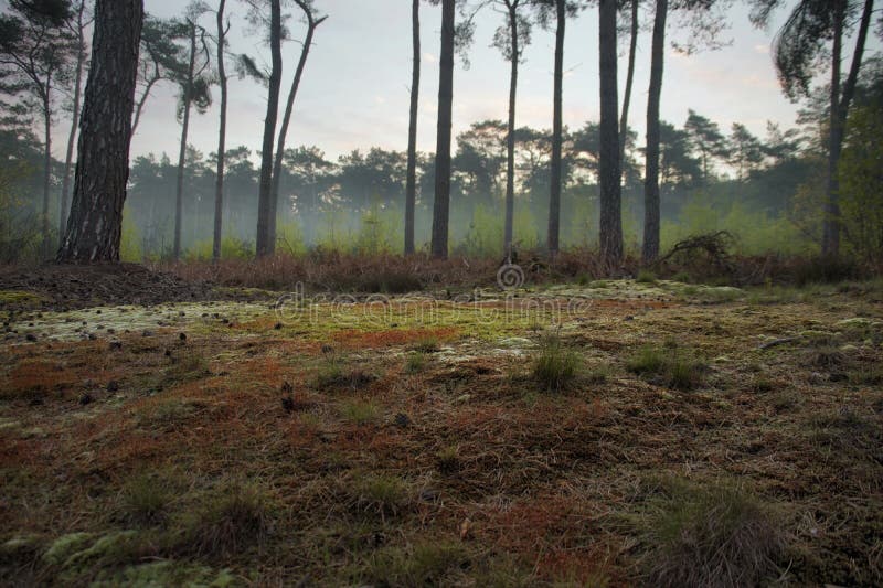 Beautiful coloration on forest floor at early morning walk