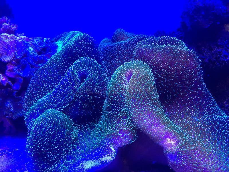 Beautiful Colored Coral in the Blue Sea Stock Photo Image of beauty