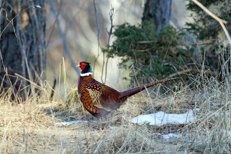 The beautiful colored male Pheasant (Phasianus colchicus) is a gallinaceous bird who prefer a farming landscapes with bushes between the fields. Uppland, Sweden. The beautiful colored male Pheasant (Phasianus colchicus) is a gallinaceous bird who prefer a farming landscapes with bushes between the fields. Uppland, Sweden