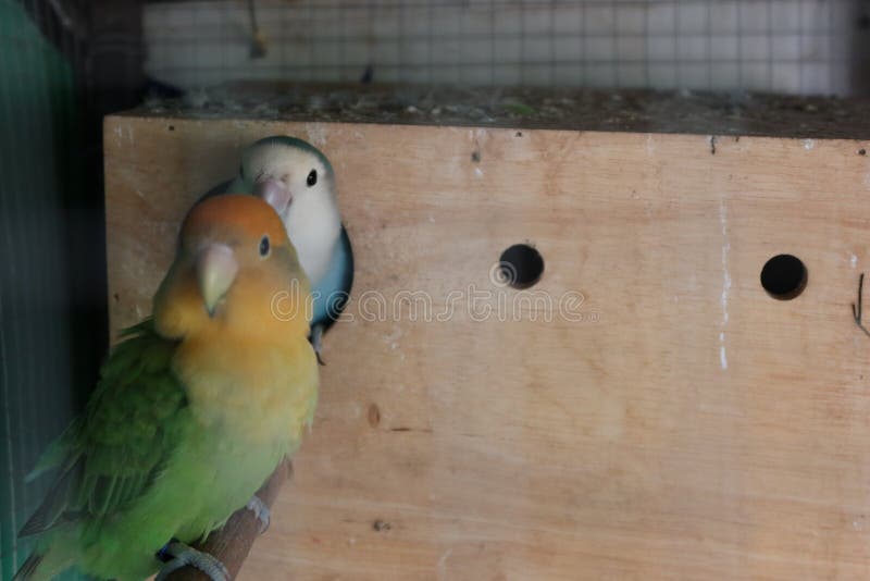 228 Cages Parrots Photos Free Royalty Free Stock Photos From Dreamstime