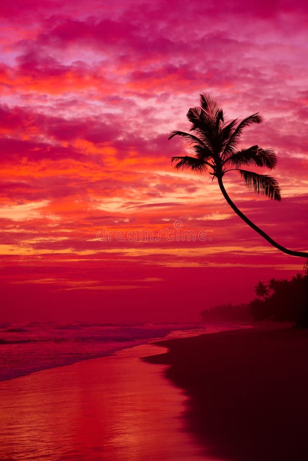 100 Pink Beach Sunset Wallpapers  Wallpaperscom