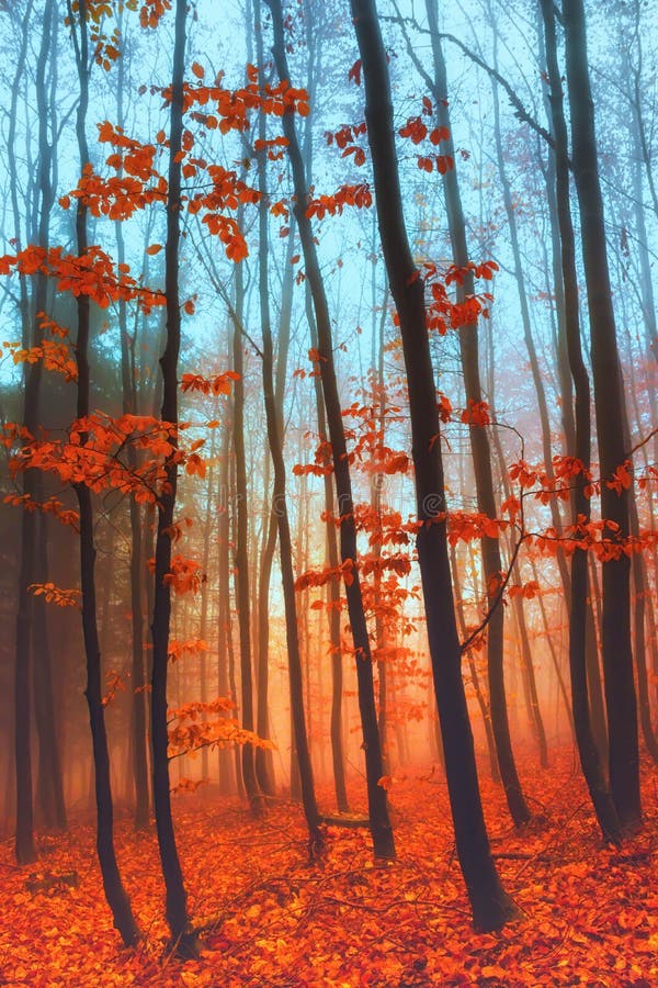 Beautiful Colorful Autumn Forest, Fantasy Moody Forest Trees in Cold ...